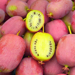 Hardy Kiwi, yellow-fleshed